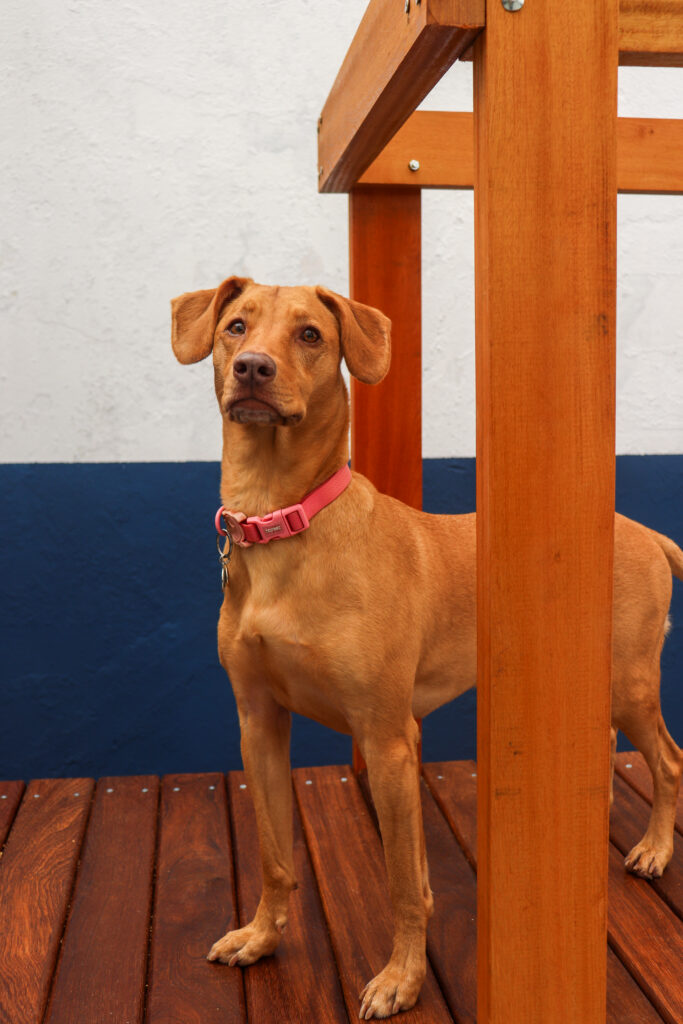 Cão na cor caramelo com coleira rosa, posando para a foto em cima de um brinquedão de madeira, com uma parede branca e azul no fundo