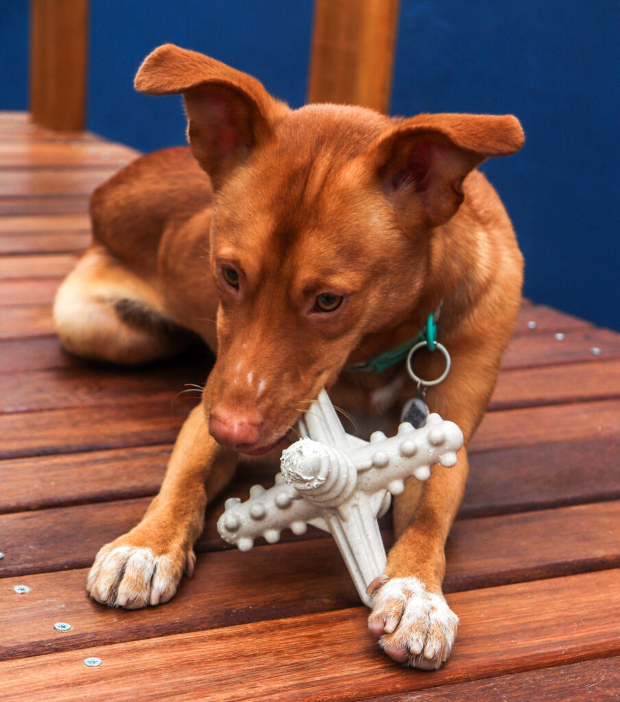 cachorro caramelo roendo brinquedo em creche canina