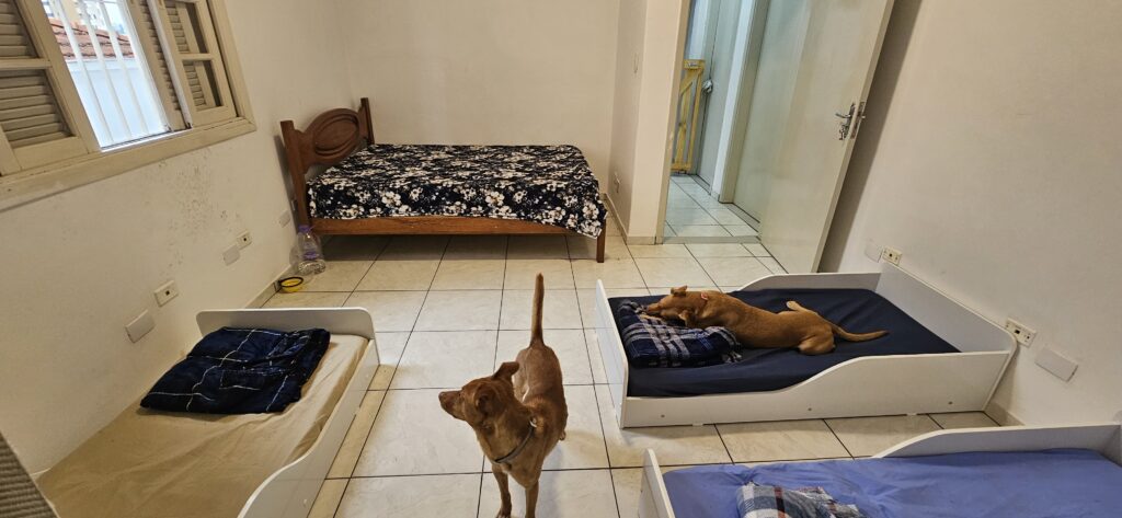 Hotel para cães com 3 camas montessorianas e 1 cama de casal.